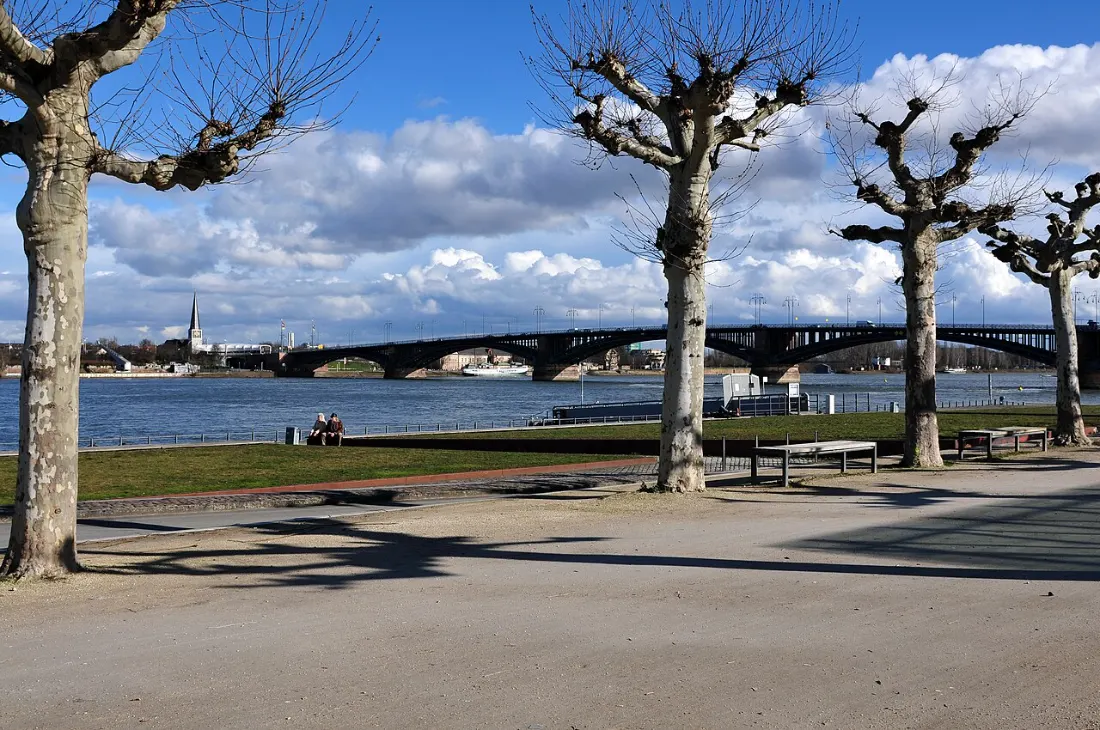 Ortsaufnahme (Veranstaltungsort, ohne Markt): Die Rheinpromenade in Mainz mit Platanen, dahinter die Theodor-Heuss-Brücke – ohne Markt